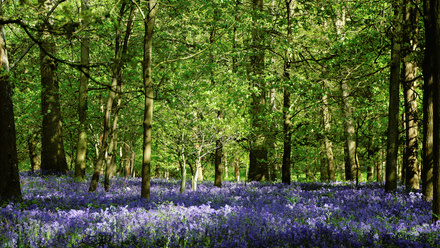 Bluebells+-+Copy.JPG 2