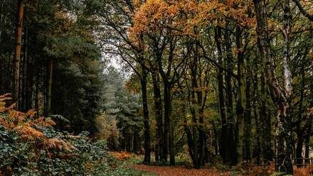 2019.11_Cannock+Chase_Dull+Forest+Walk_0024.jpg 2