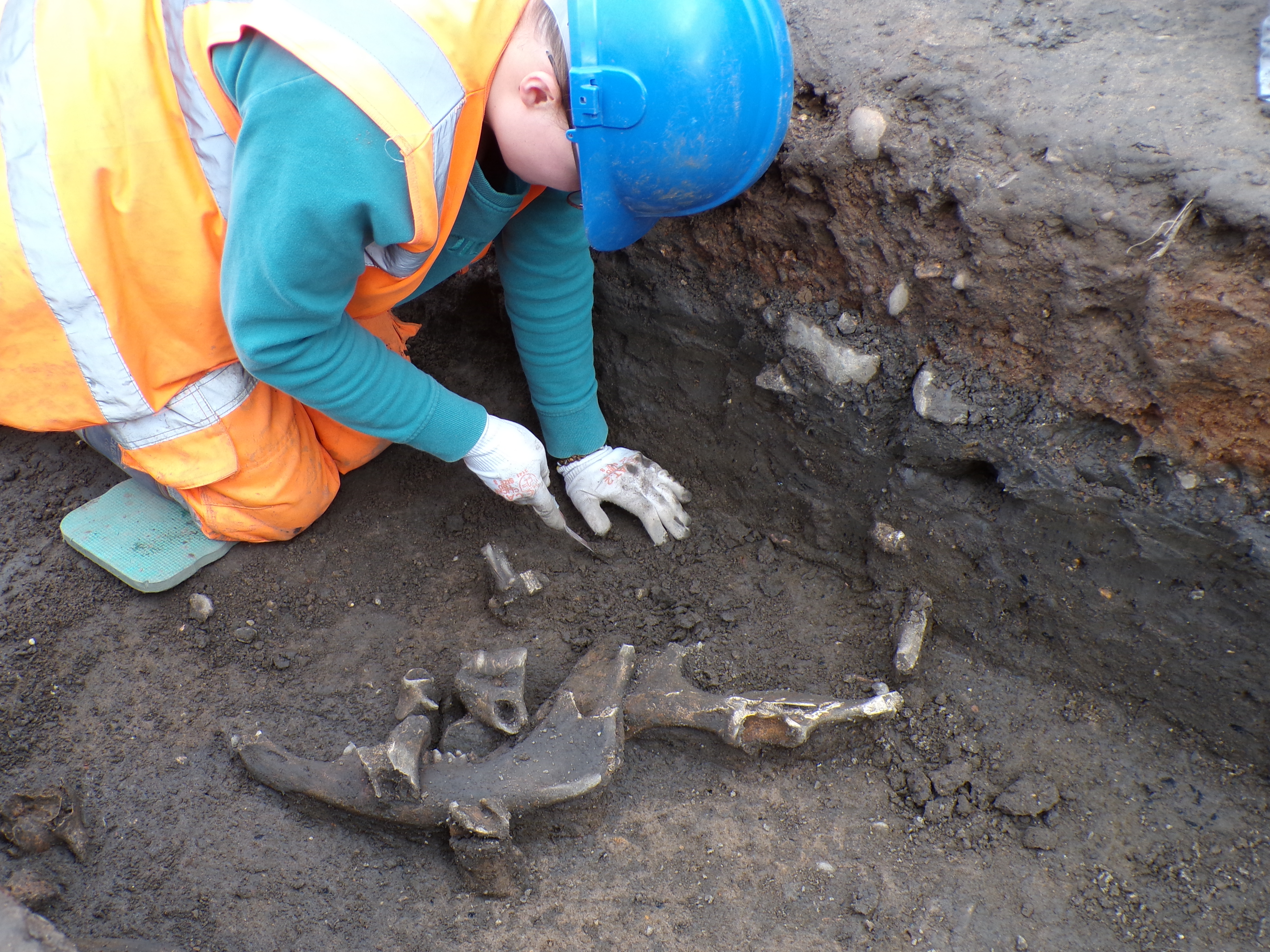 Person wearing blue hard hat kneeling in trench excavating animal bones