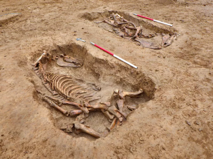 two articulated animal skeletons in shallow graves