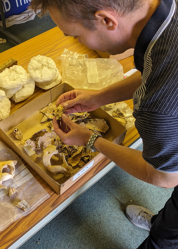 Individual working with animal bones in various shallow boxes and trays