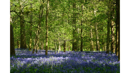 bluebells-copy.JPG 2