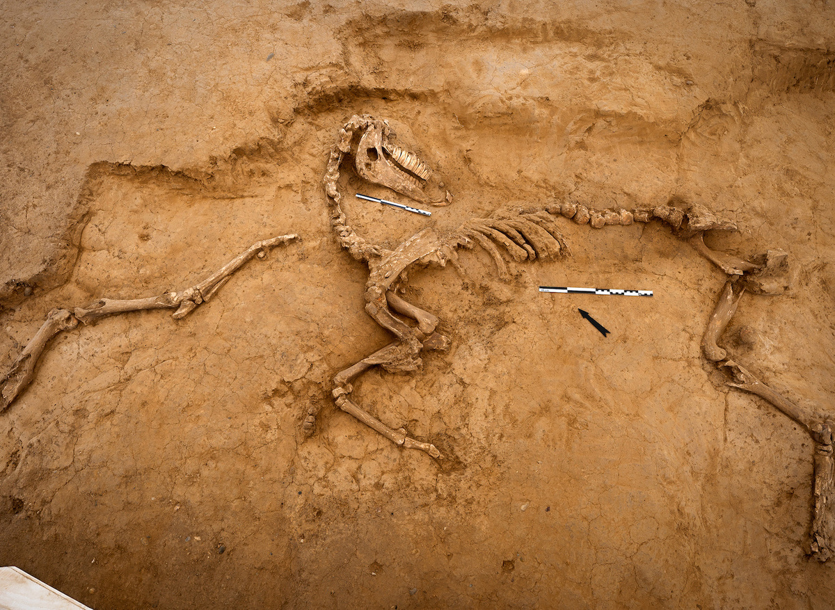 2. Horse Skeleton