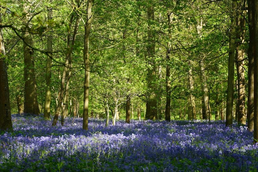 bluebells-copyJPG.jpg