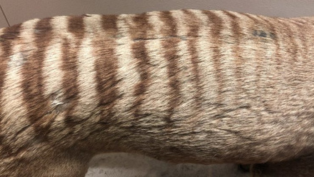 LongImageThylacine-740x416.jpg