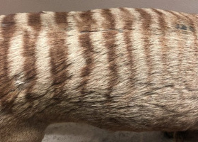 LongImageThylacine-740x416.jpg