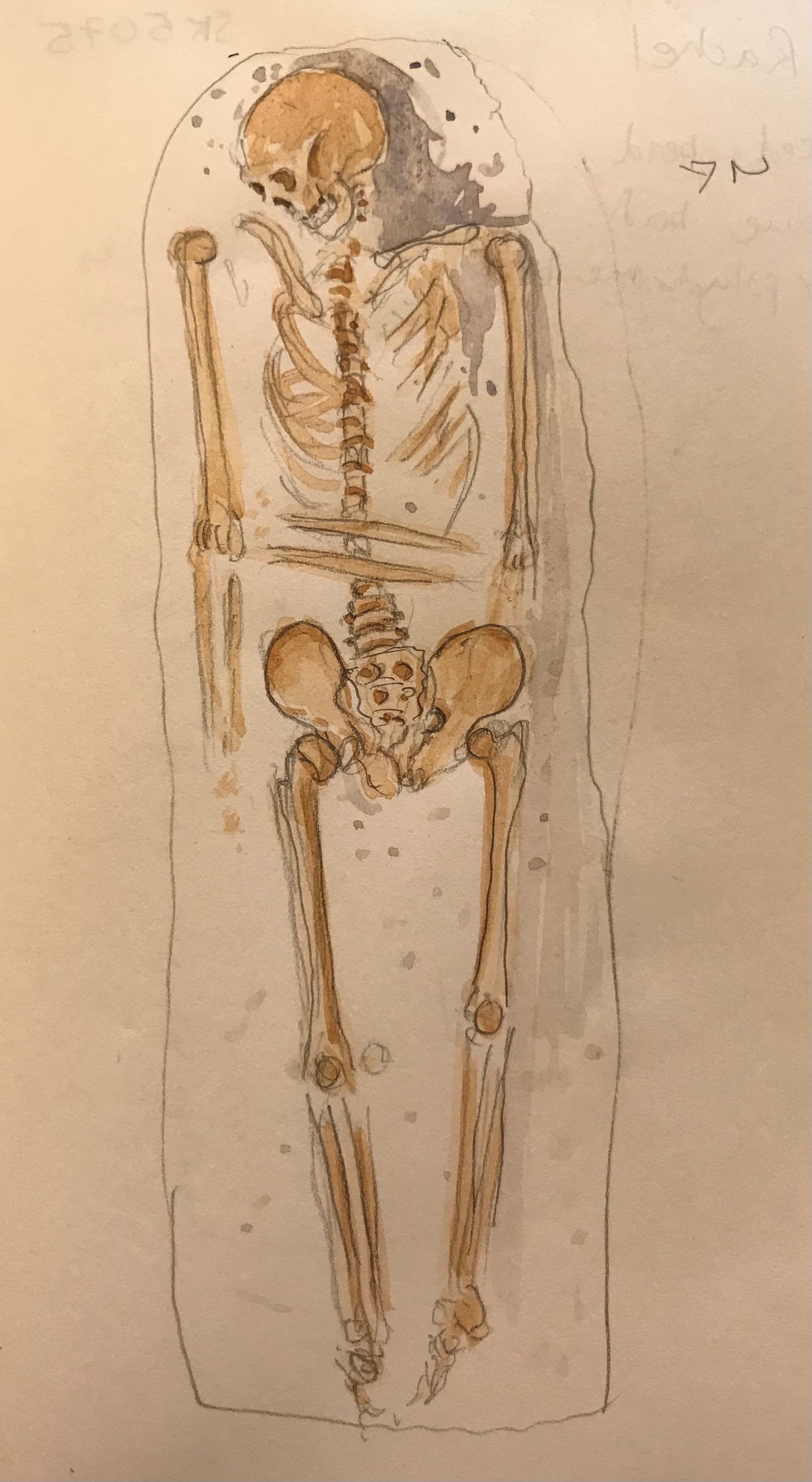 A watercolour drawing of a skeleton