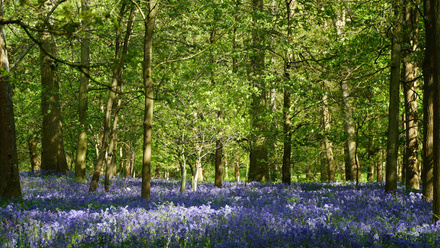 Bluebells+-+Copy.JPG