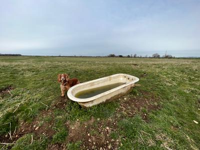 Thornborough dog.jpg