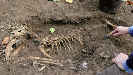 fulham-palace-archaeologist-uncovering-a-dog-skeleton.jpg 1