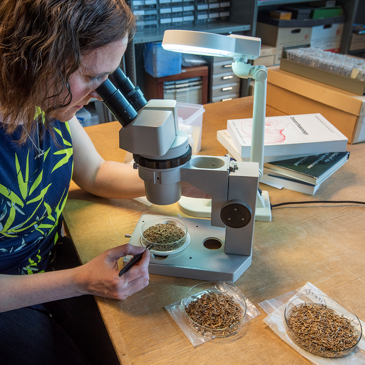 Person sat at microscope sifting through heaps of small animal bones in three piles on wooden desk