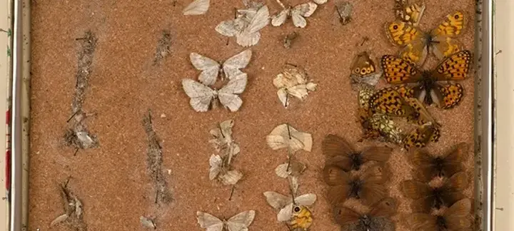 Image of butterflies pinned to a board