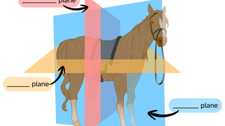 horses 3.png