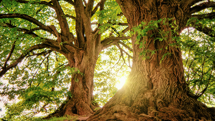 Copy of Email Banner (7).png 1
