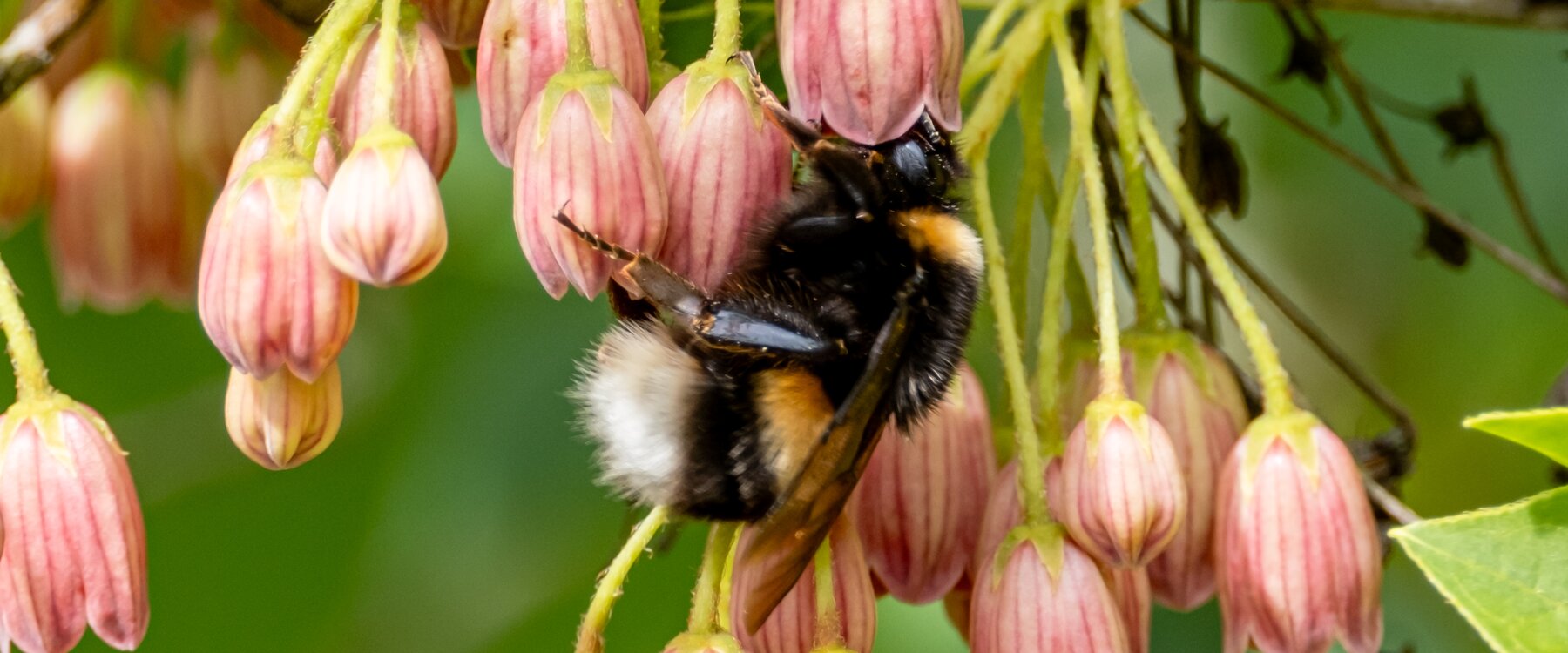 Alison Whaley_bee on enkianthus campanulatus_spring_2024 (3).jpg