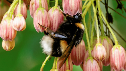 Alison Whaley_bee on enkianthus campanulatus_spring_2024 (3).jpg