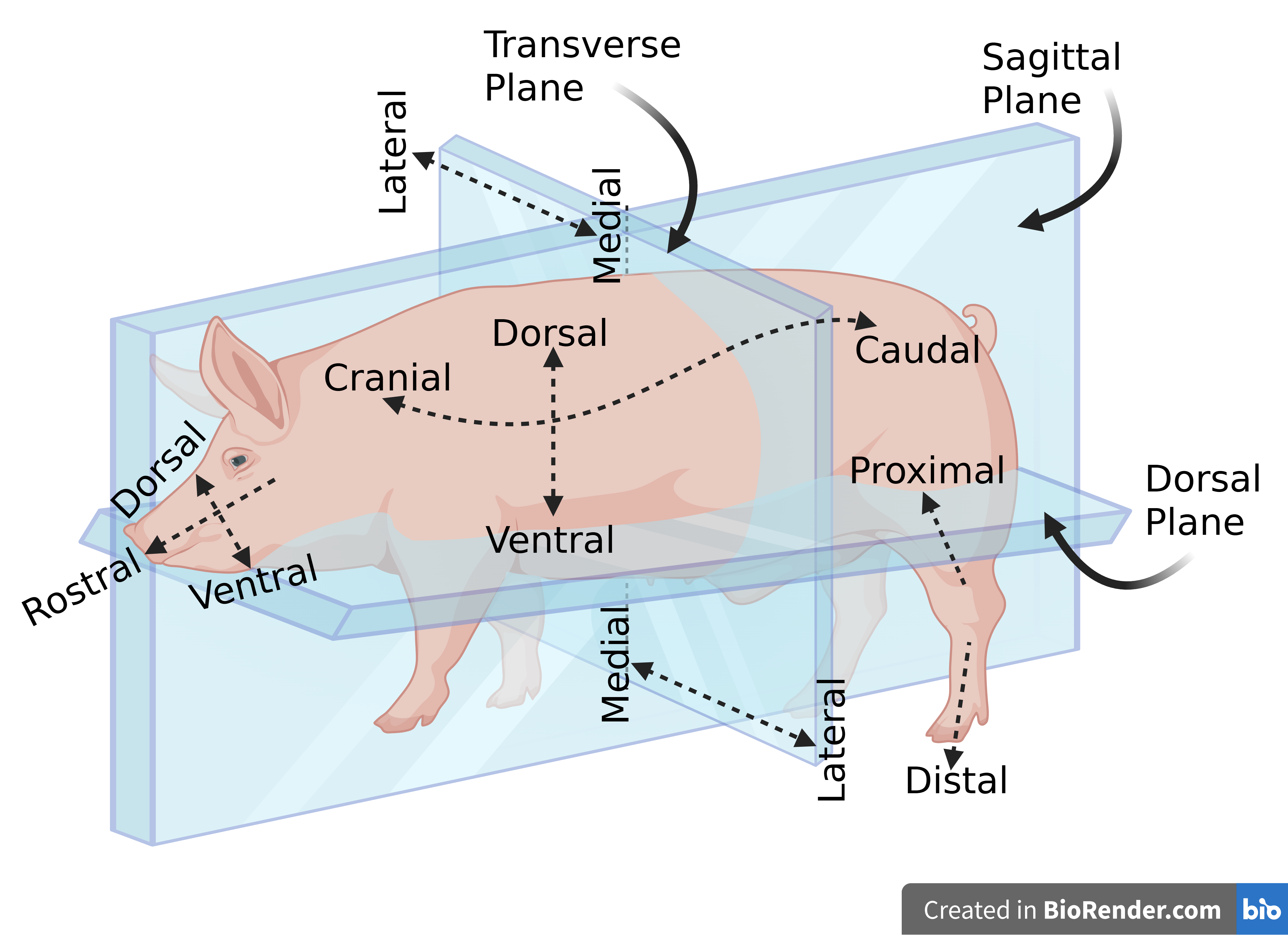Image of a pig with annotations