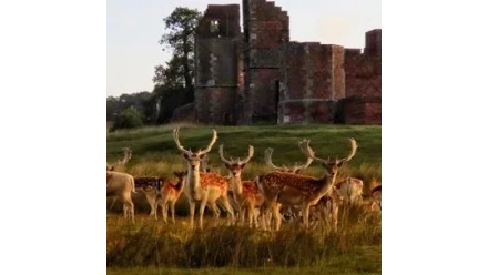 bradgate-fd3eb.webp