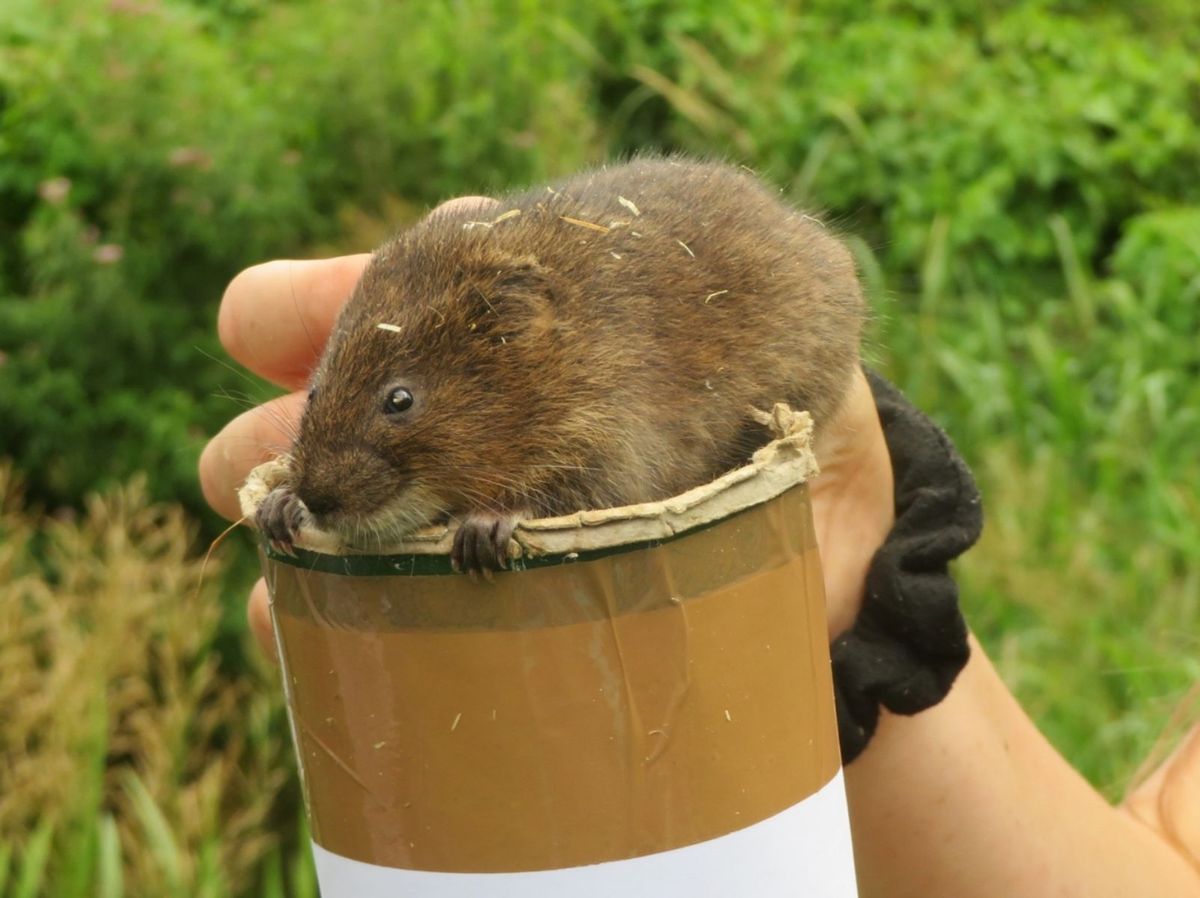 Transferable archaeological skills: Counting water vole poo by the river