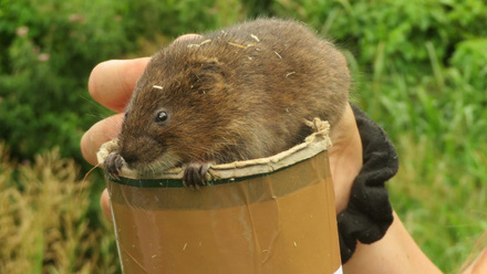 water+vole+Tess.jpeg