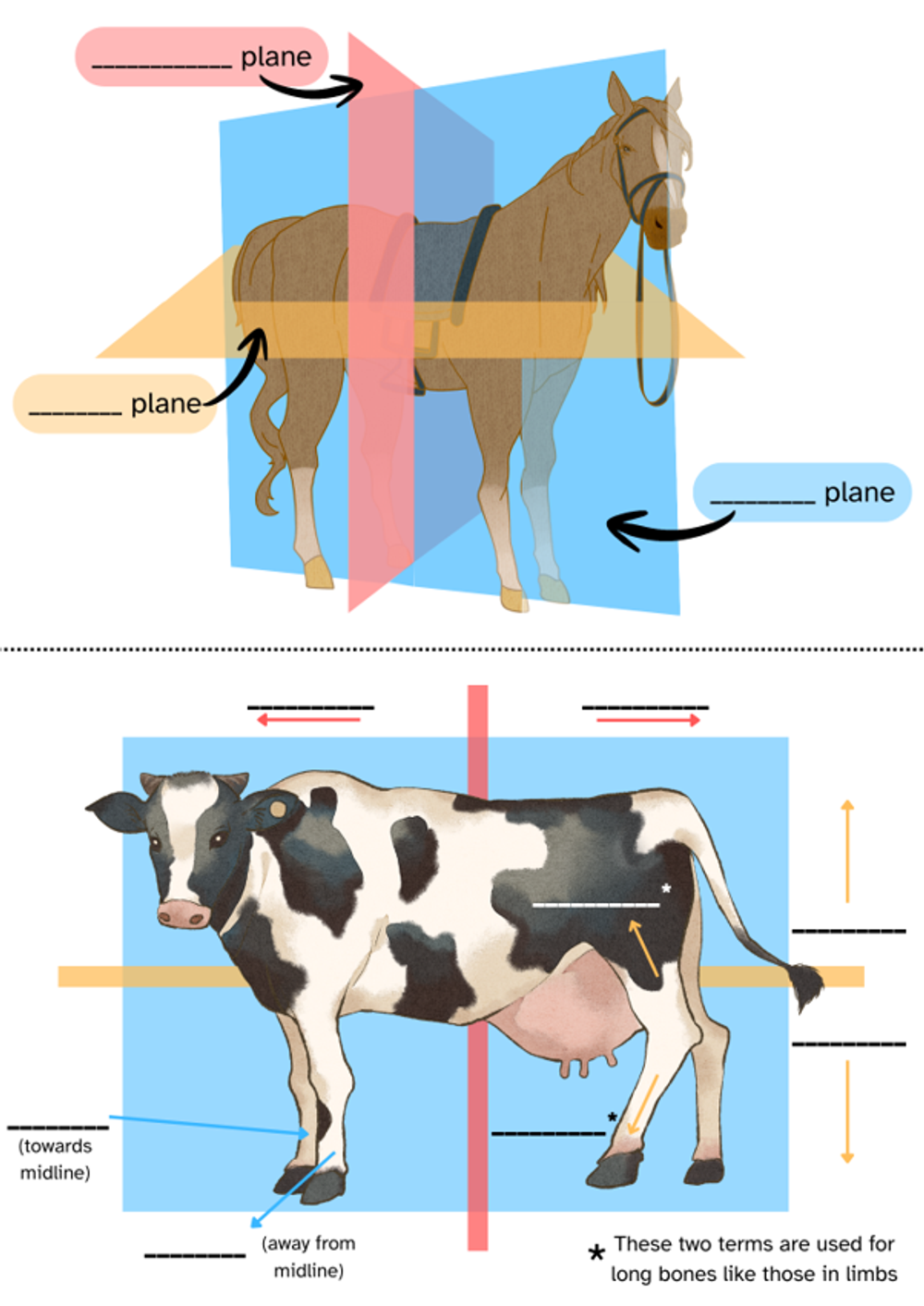 horses more.png