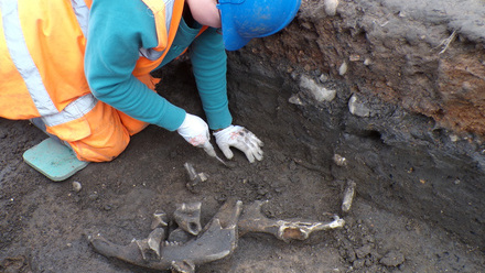 MarketPlace 009 animal bones from a late Roman layer – credit ULAS.JPG 1