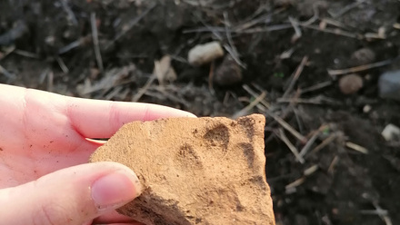 Brick with impressed paw print.jpg