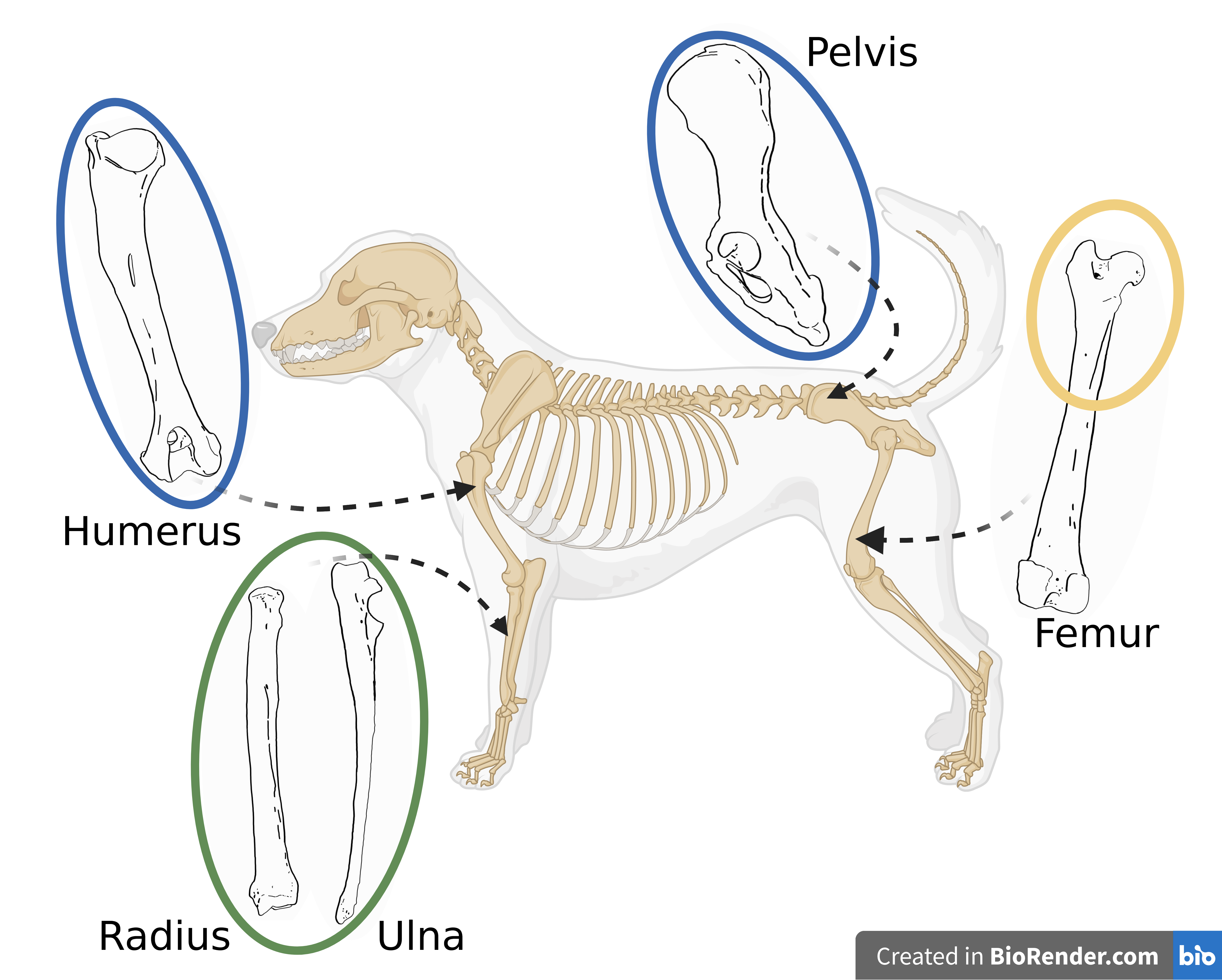 zooarch 2.3 (1).png
